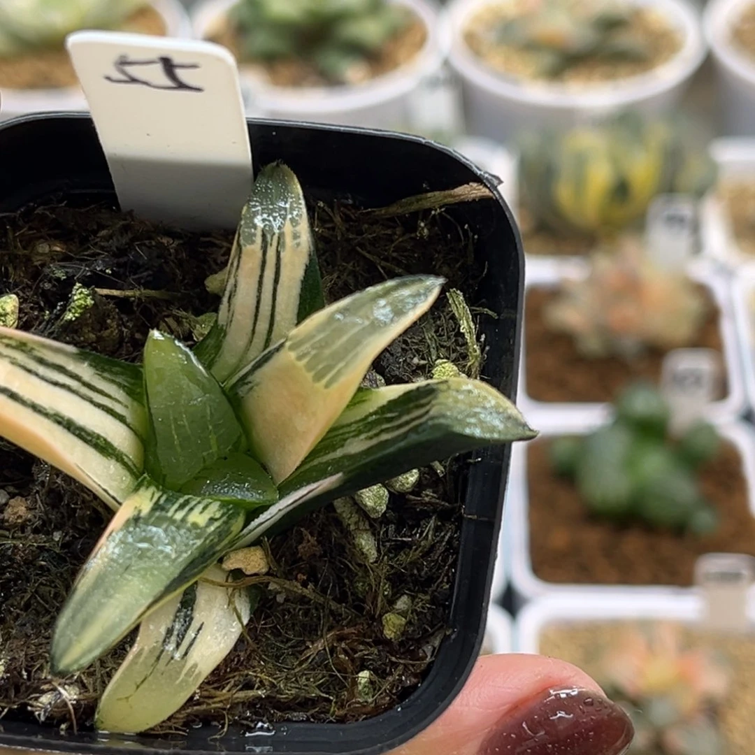 55克锦福利专场多肉