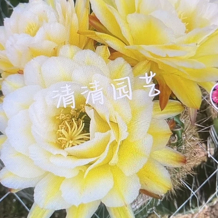 清清15侧牙瑕疵歪