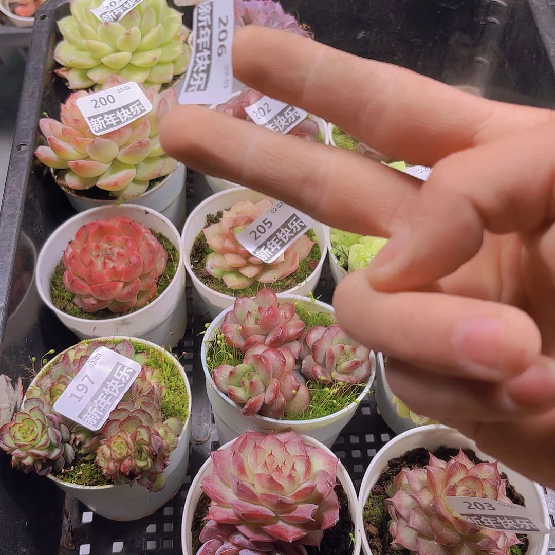 爱***丝多肉组合10颗39.9