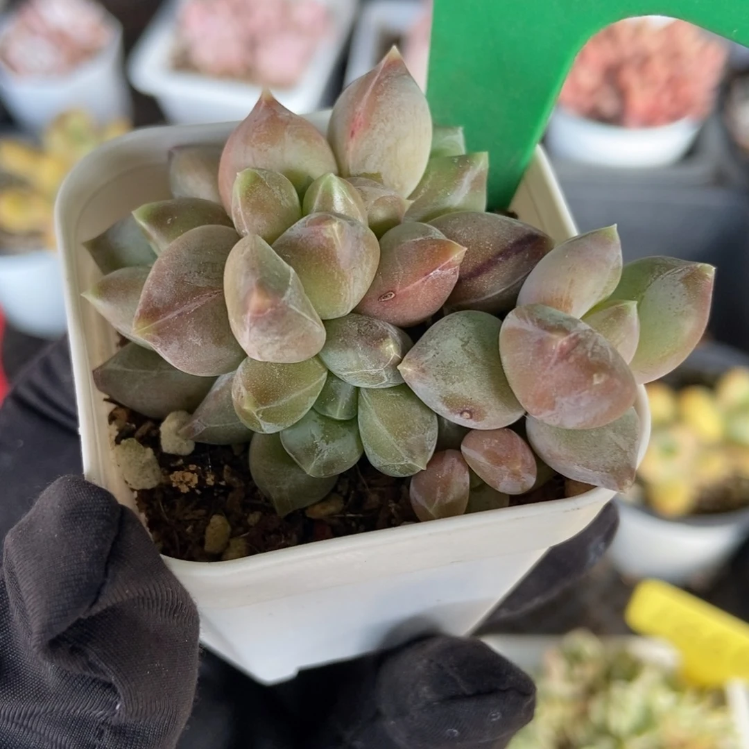 866重楼多肉植物保护
