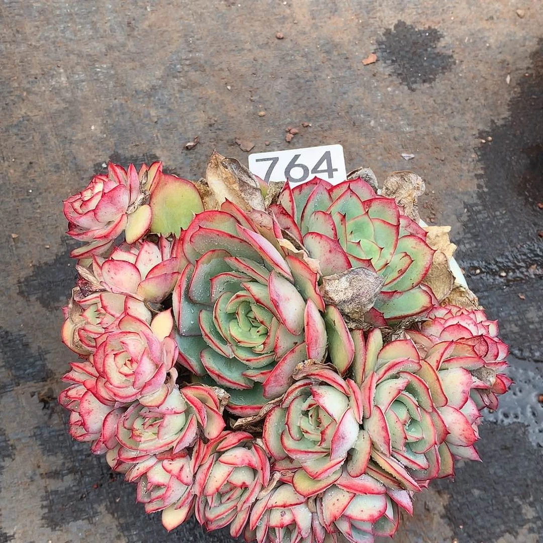 764牡丹亭 一物一拍多肉