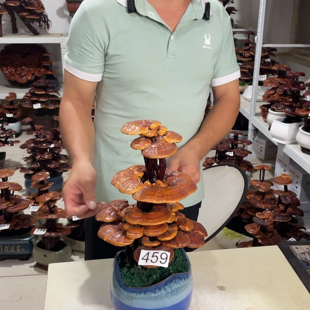 无花朵459号88888