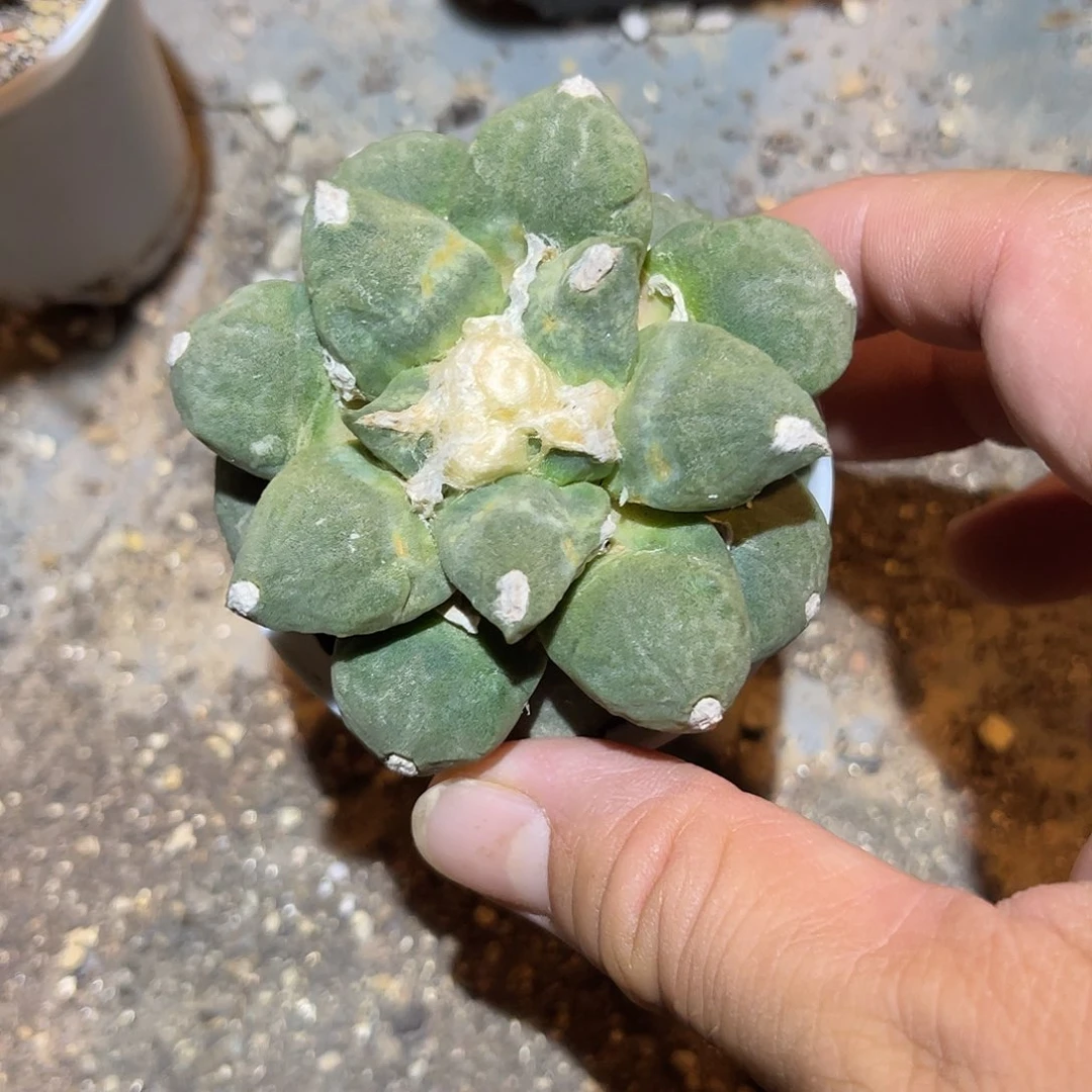 连山牡丹一物一拍