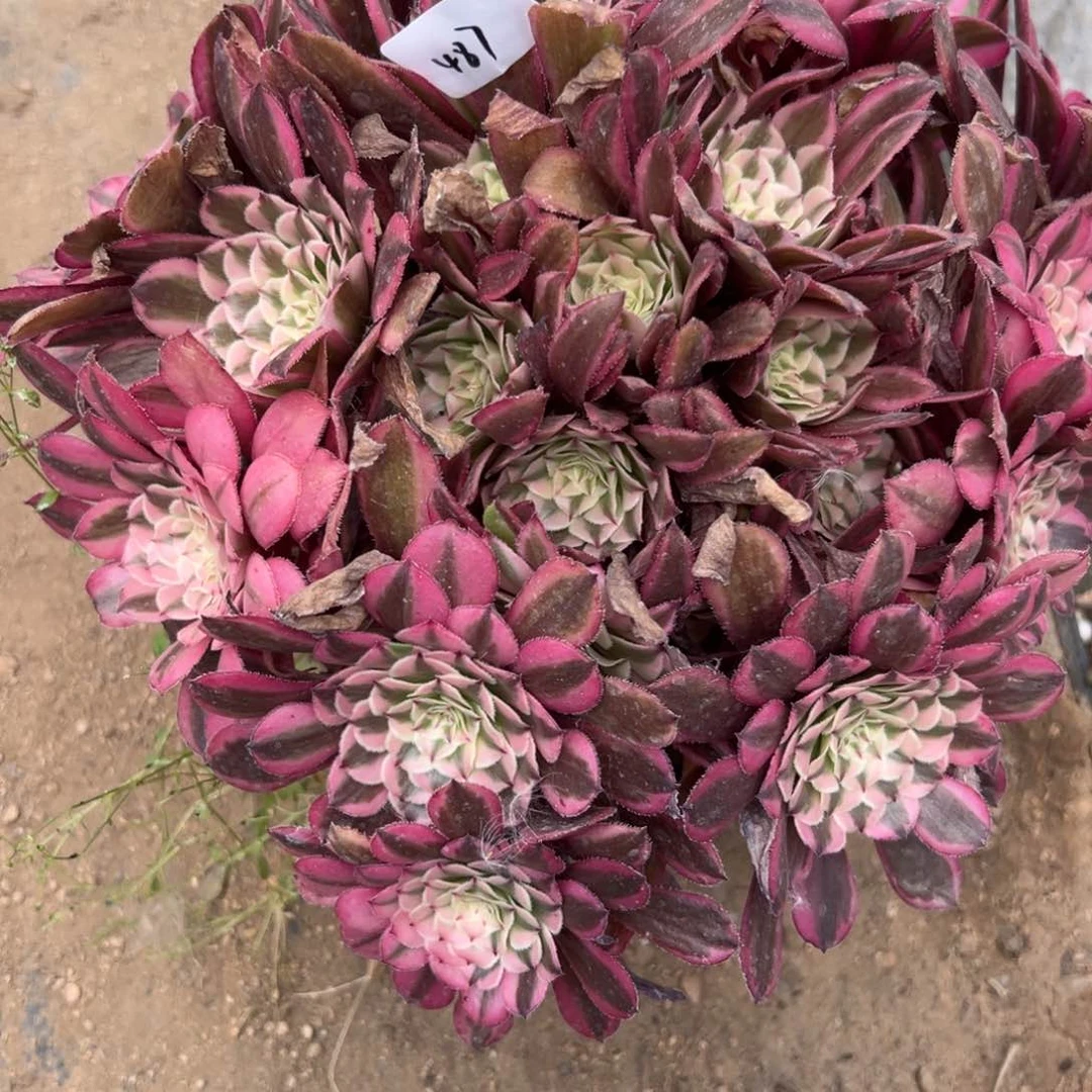 487粉铜多肉植物系