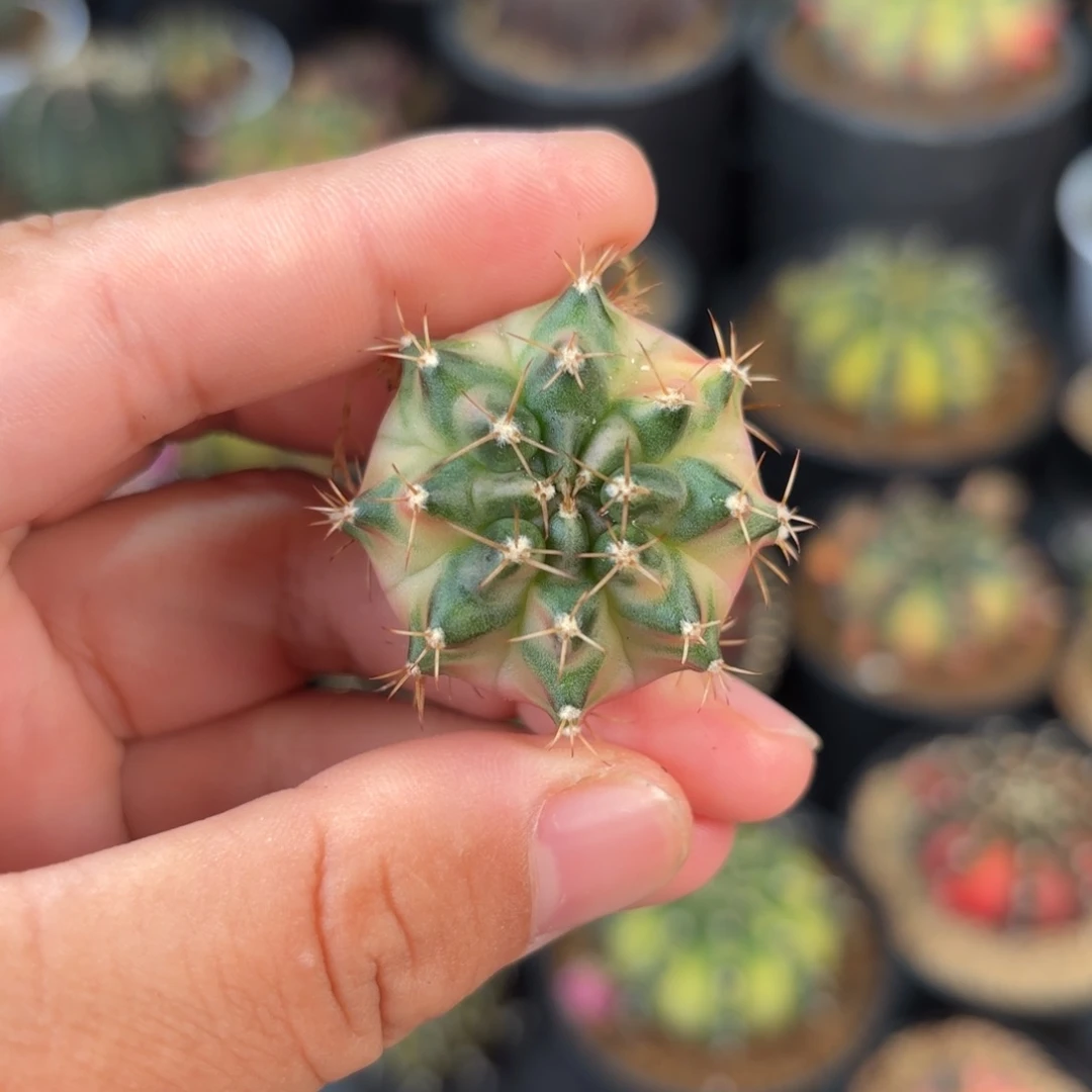 泰系米哈仙人球满月6