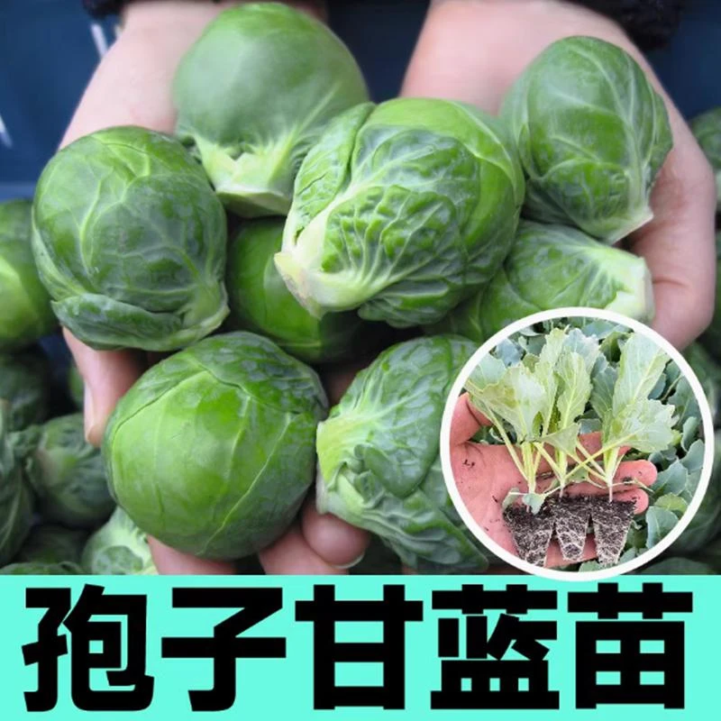 耐寒孢子甘蓝种苗抗寒盆栽地栽观赏蔬菜春秋冬天播蔬菜种子阳台种