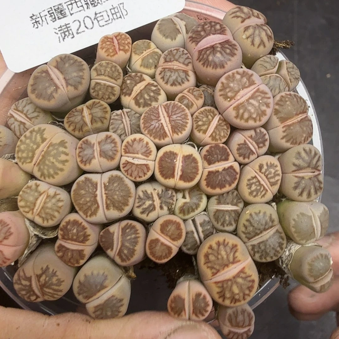 我不晓得咋搞诶噢你574