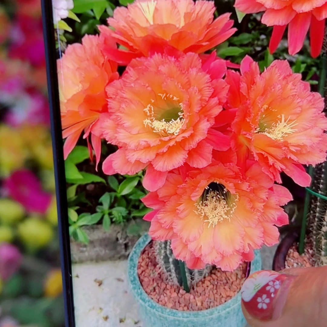 下19毛牛牛无根侧芽4公分左右20包邮