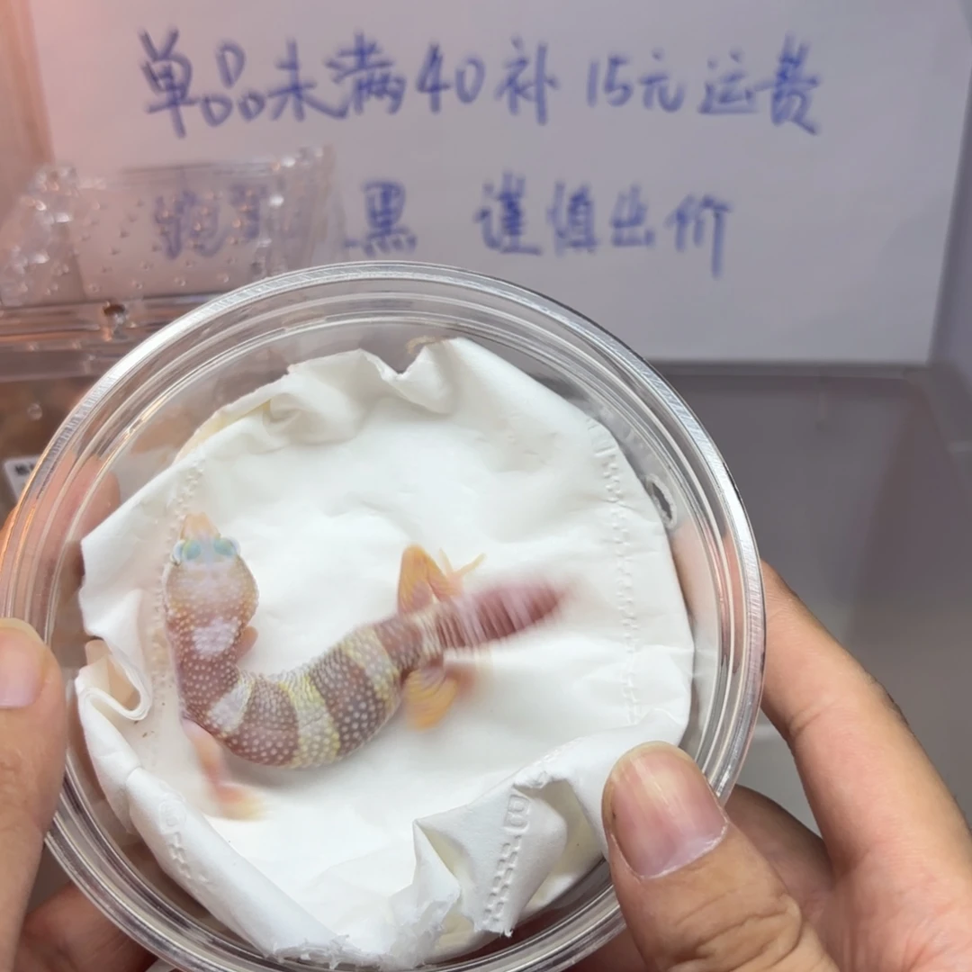 豹纹守宫豹纹守宫雪花川普