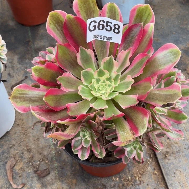 瑞妈多肉植物658.叶罗莎