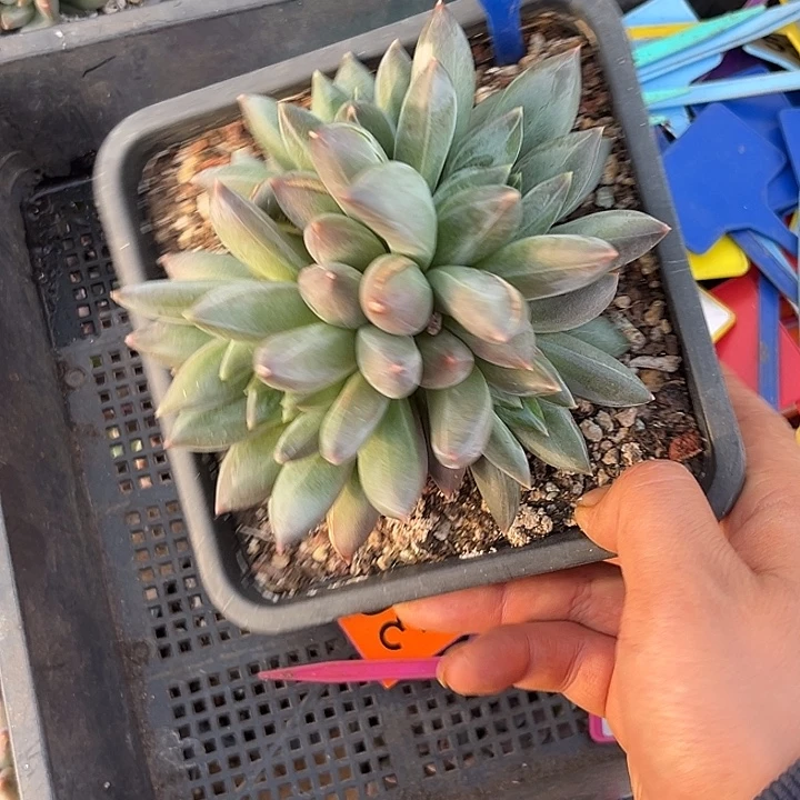 多肉植物重楼群151