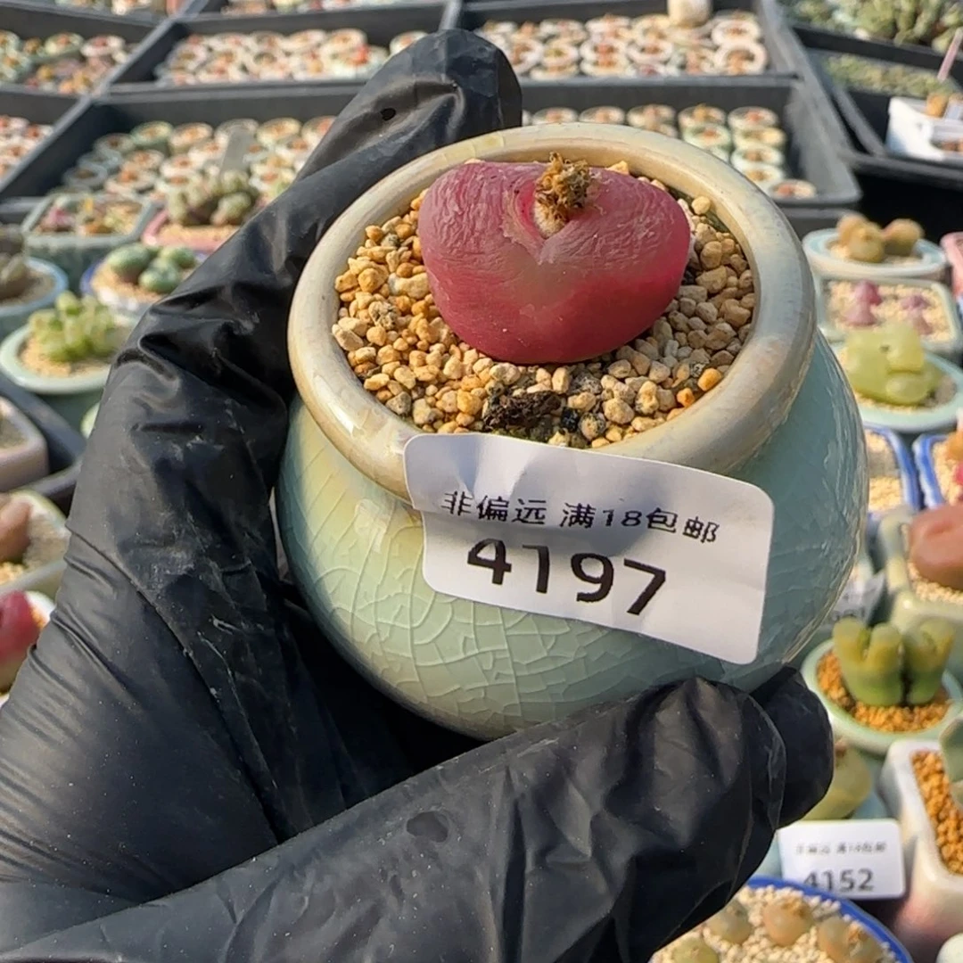 4197 -一物一拍 带盆 有瑕