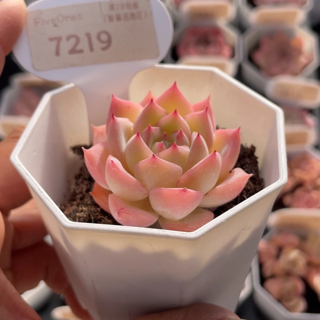 水晶玫瑰7219-4.0厘米