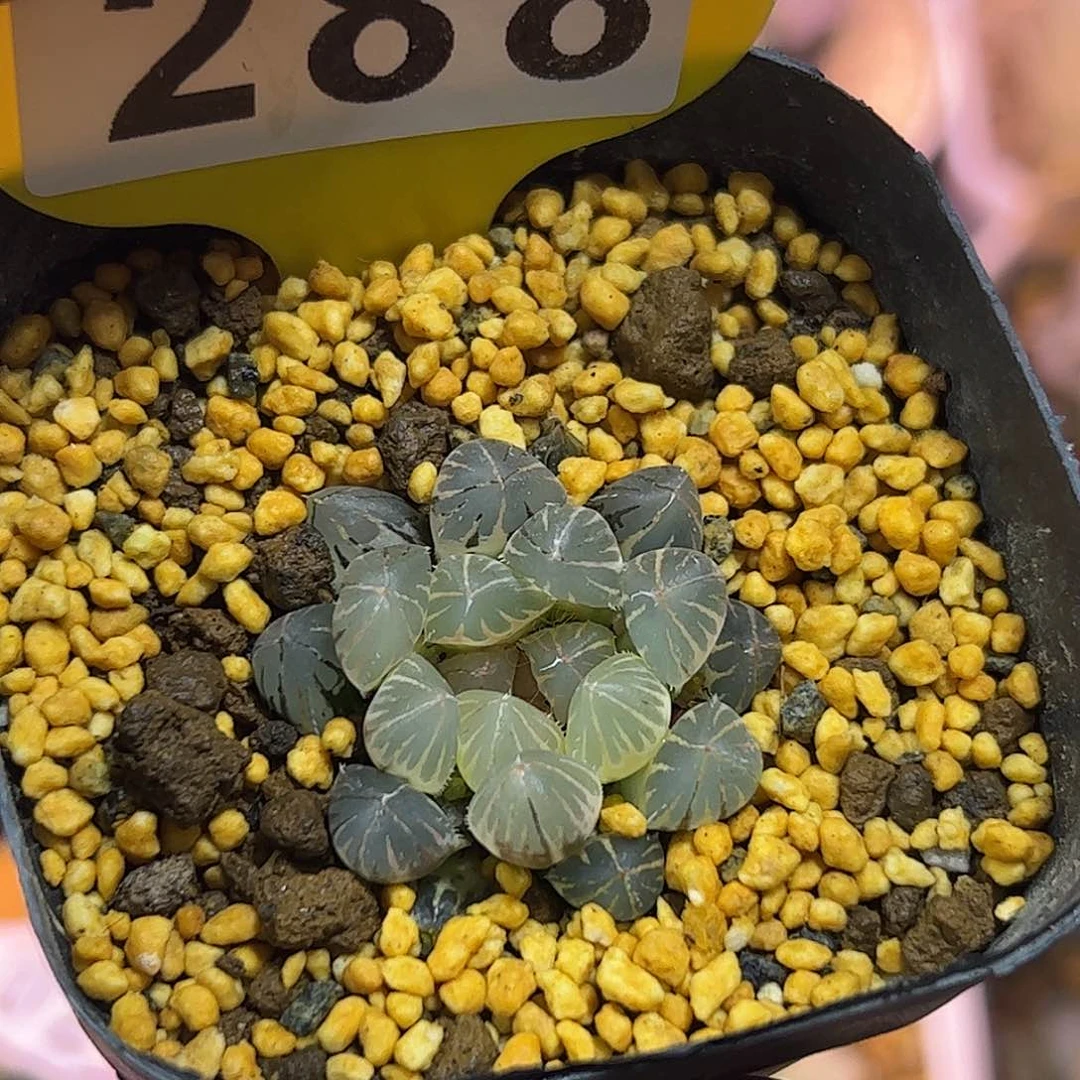 糊斑霓虹灯锦十二卷多肉