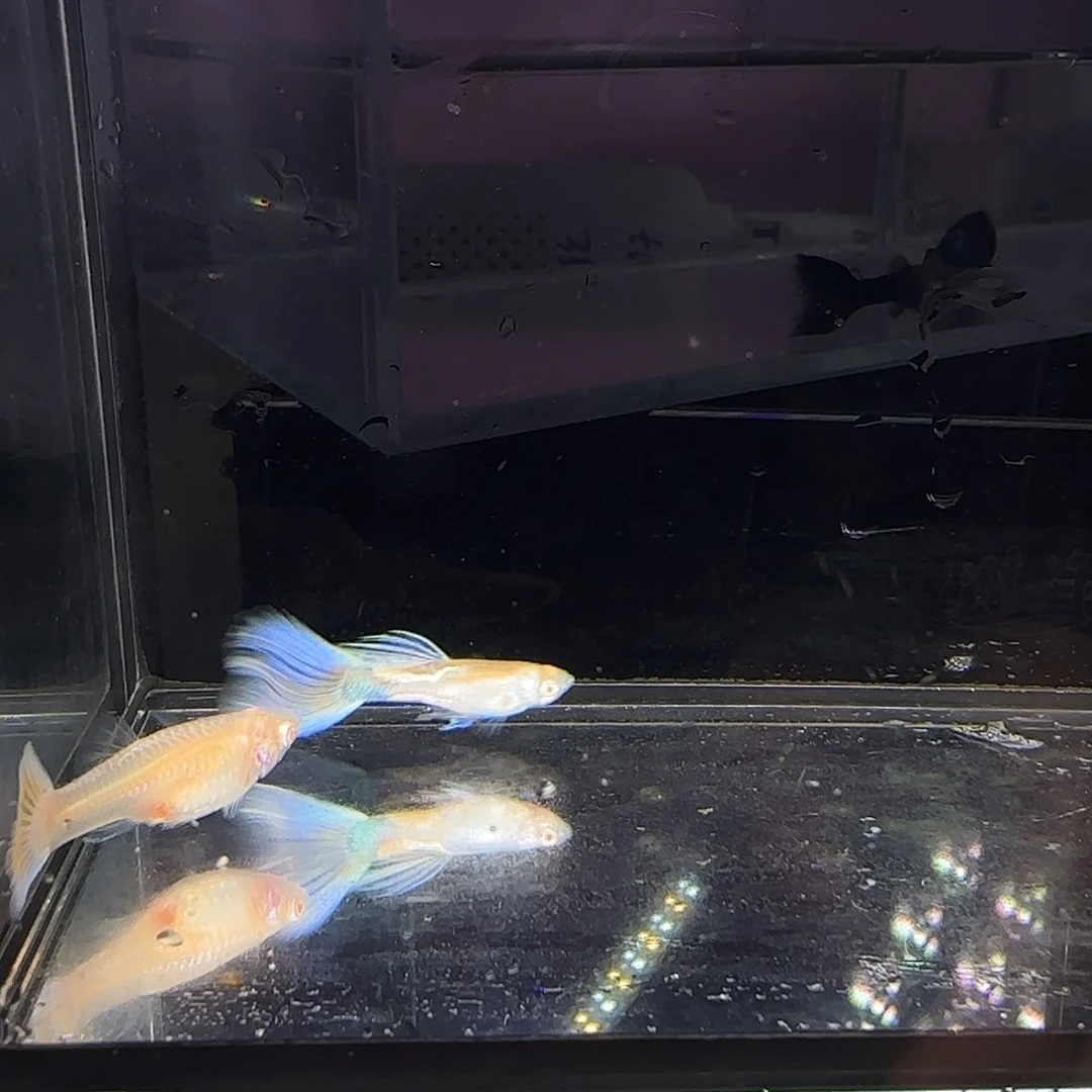 孔雀鱼樱花蓝狮一对
