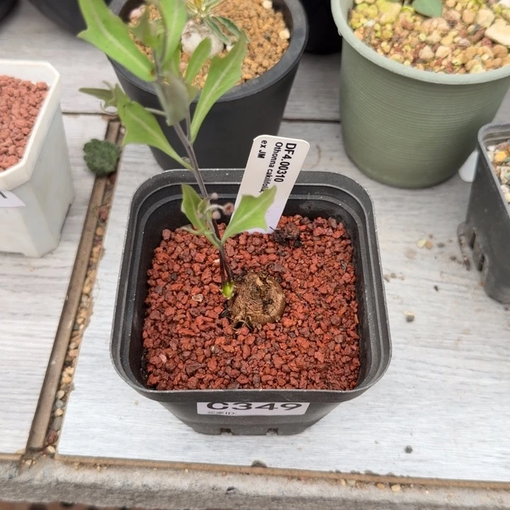 别****哥紫花厚墩菊349 （满28包邮）