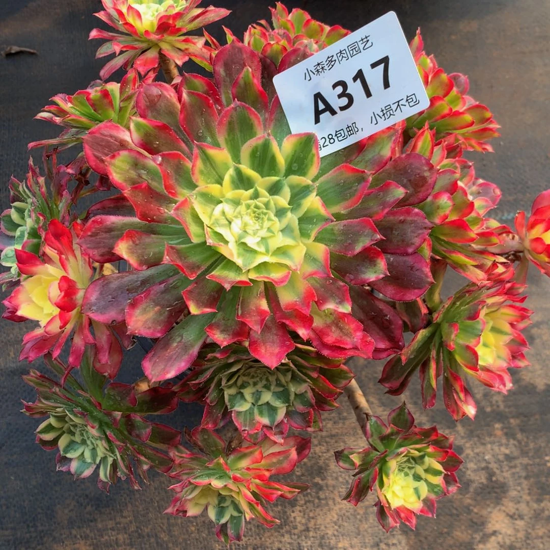 317天河8888888脱土裸根发货