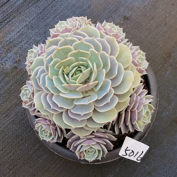 糖*露奶十5016莲