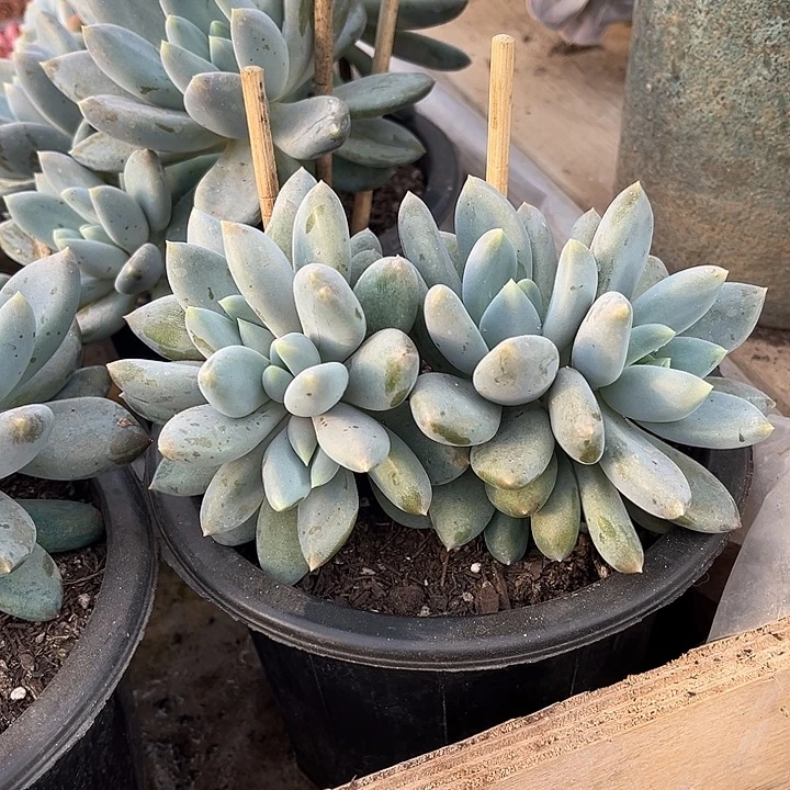 完全开放胖体哥特朵朵官服18