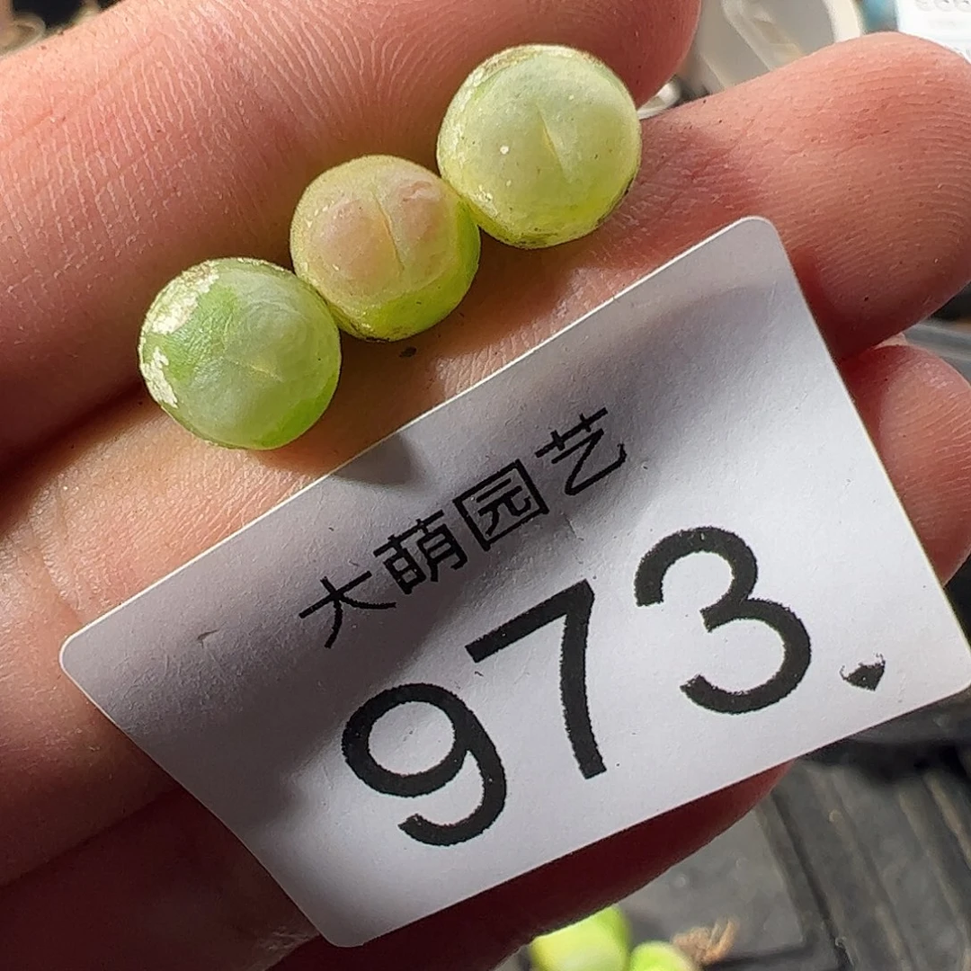 一物一拍。    973
