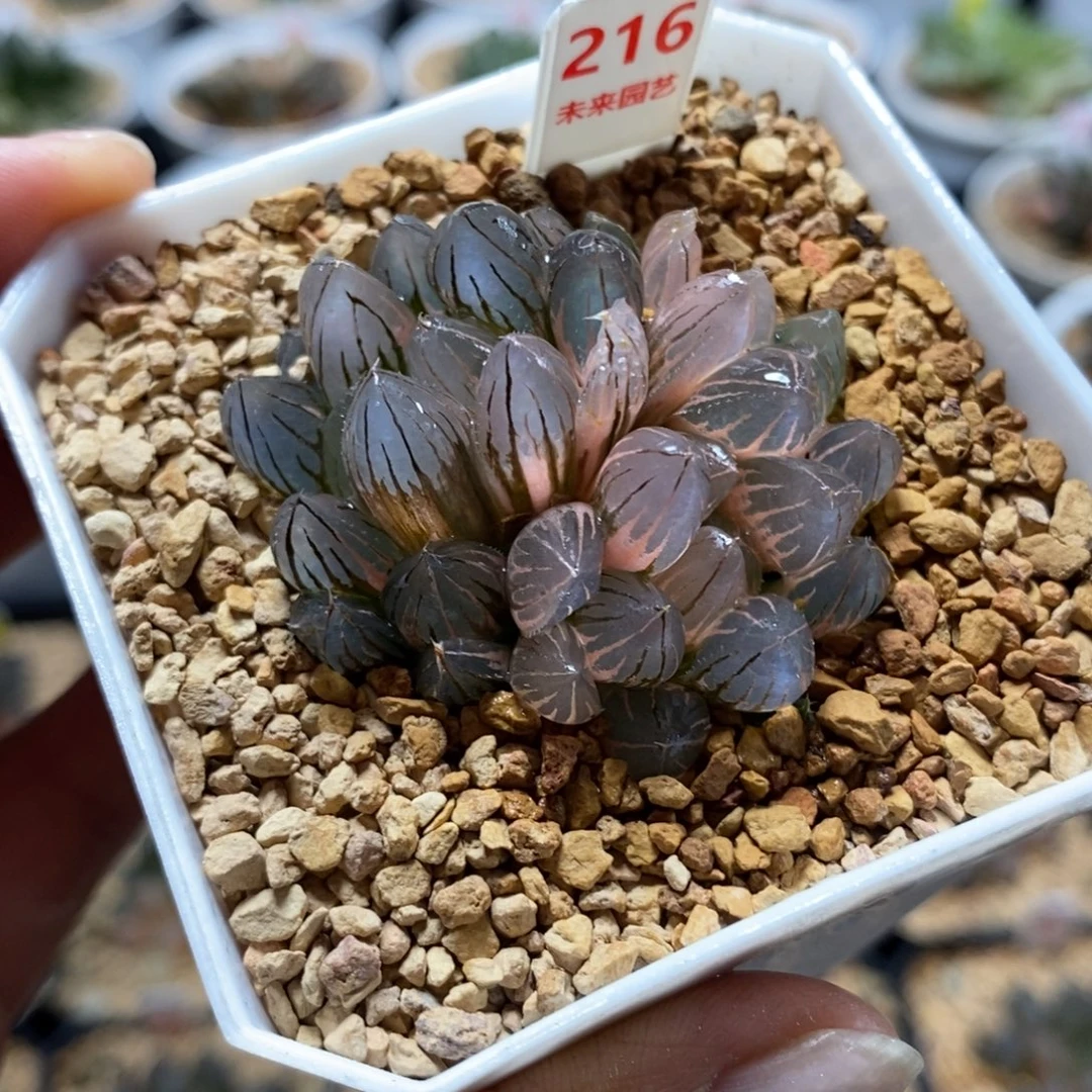 216霓虹灯玉露锦一物