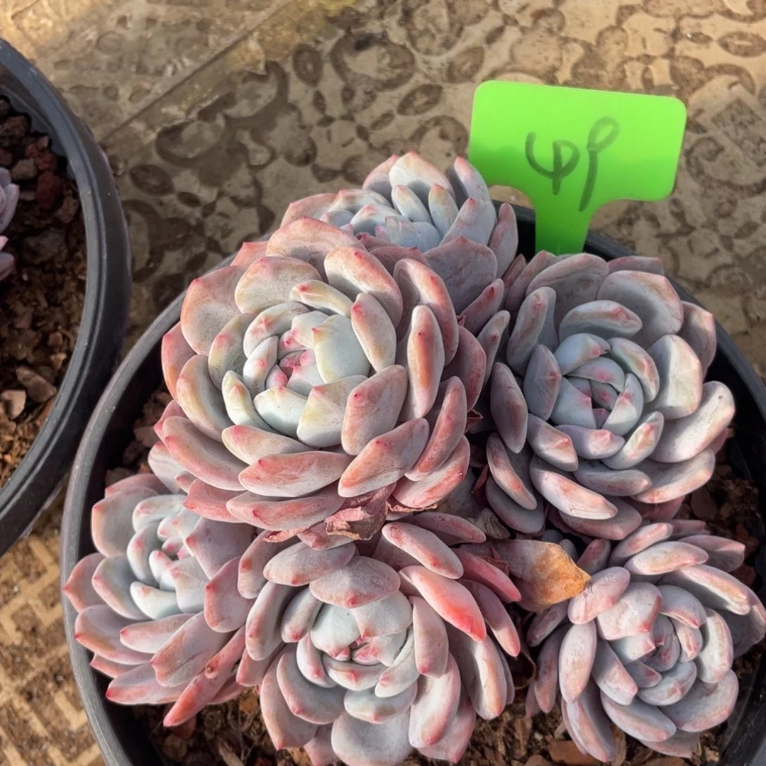 J***n星影多头群生49号