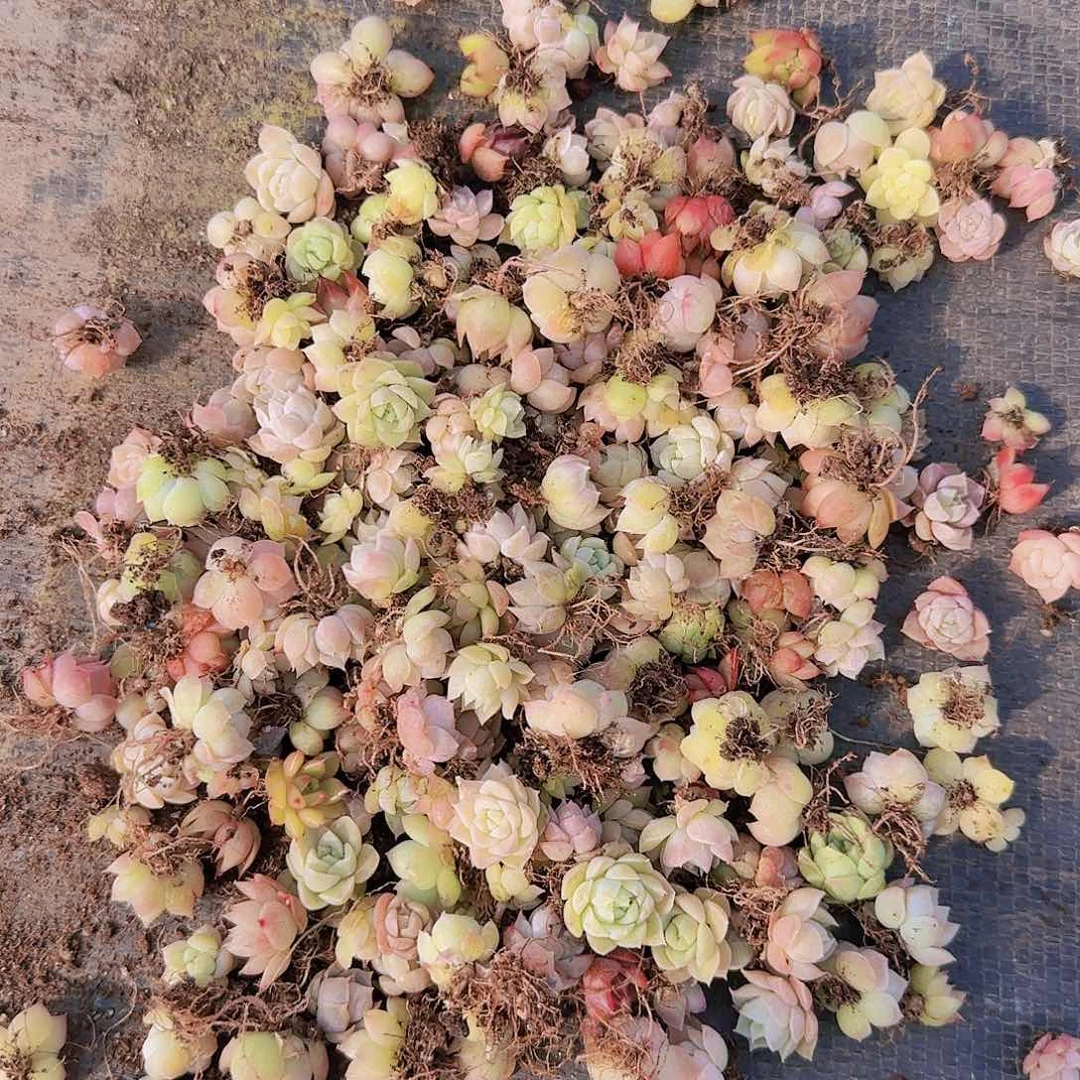 饭盒小苗保底100颗以上量拍