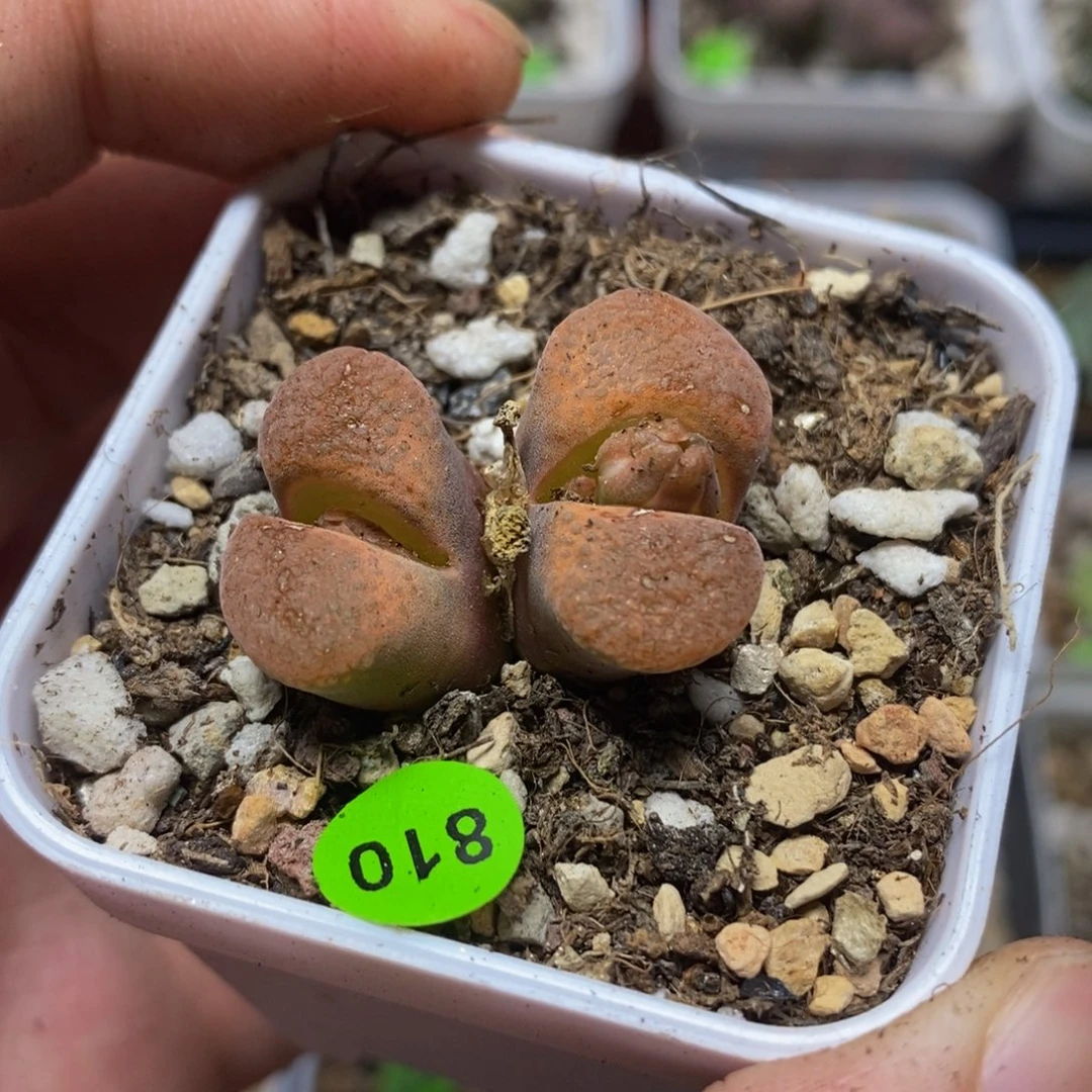 双头漂亮多肉植物810