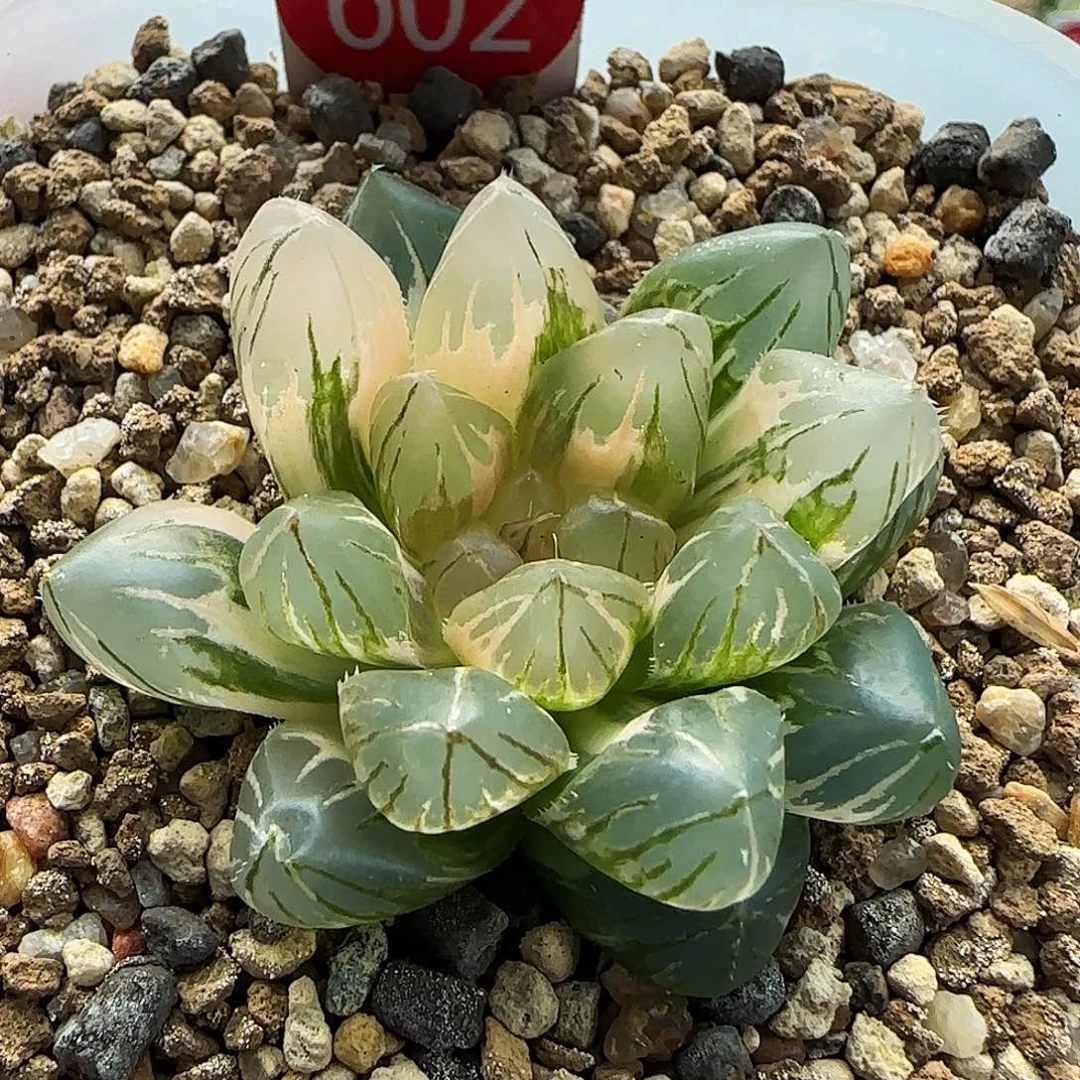 602号黑肌玉露锦一物一拍带盆