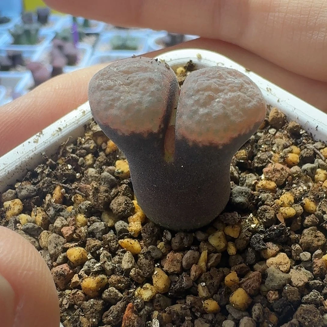 57号单头风铃一物一拍