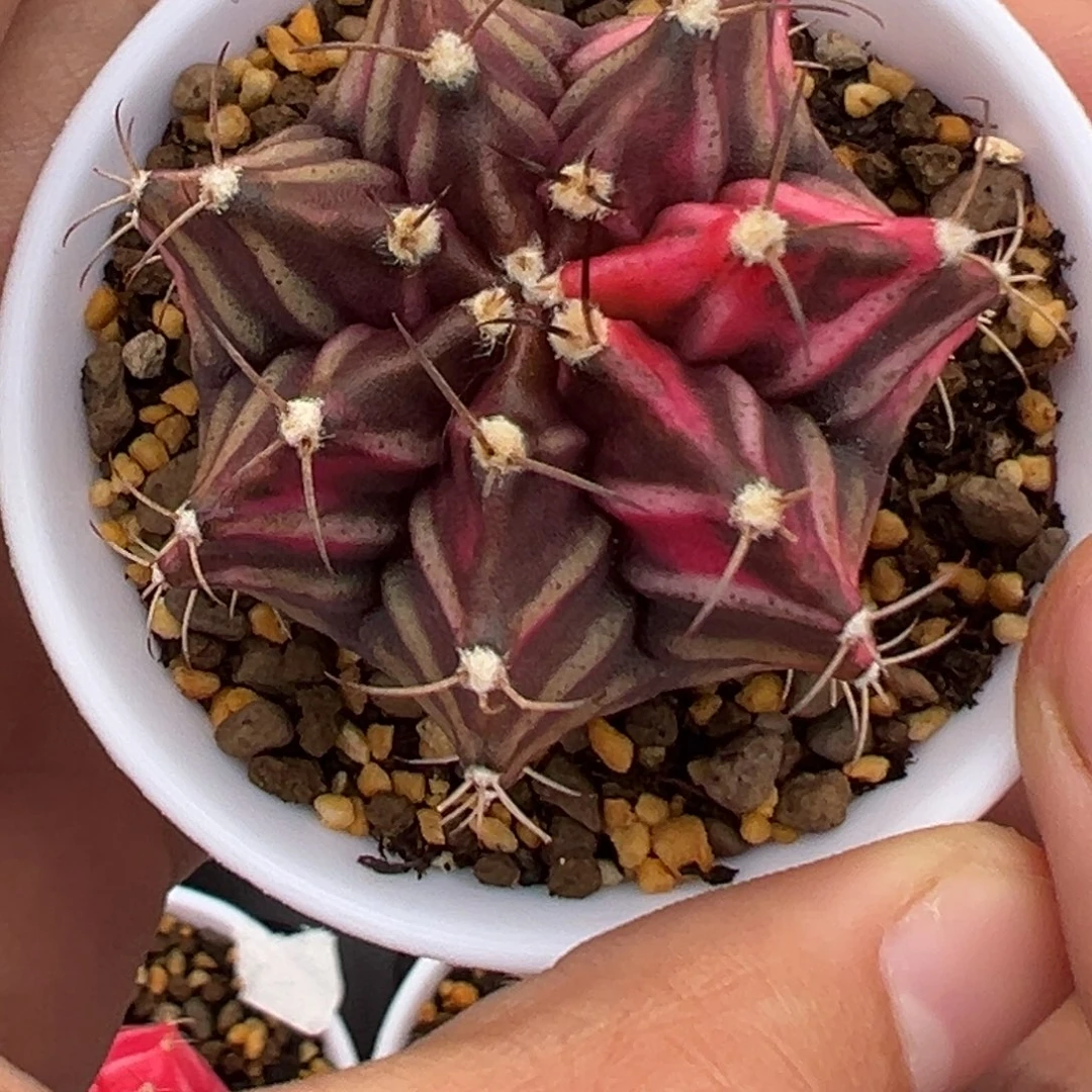 80 好看的米哈冲冲冲