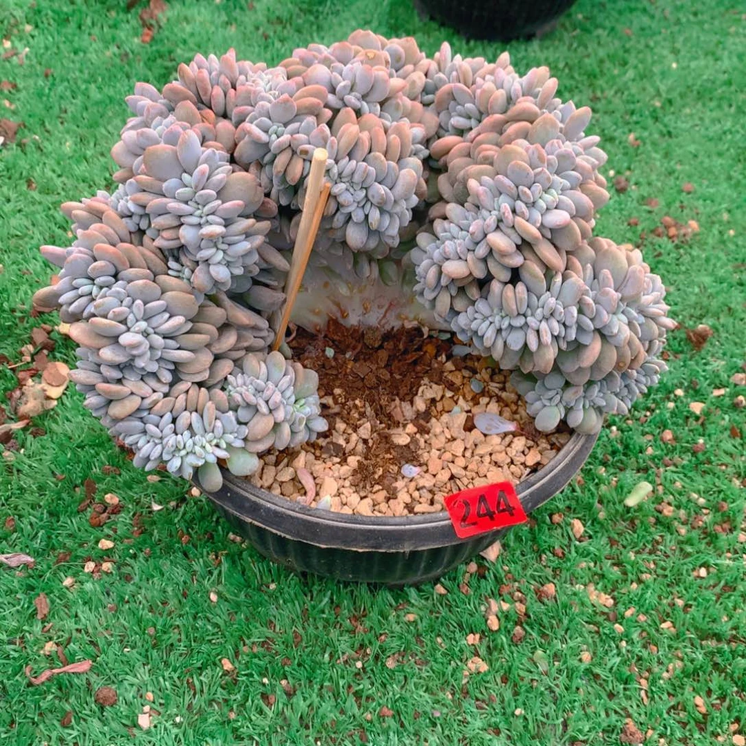 244橙子11111111111111