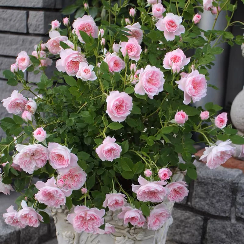 顺丰包邮！浓香型大花微月玲之妖精棒棒糖月季