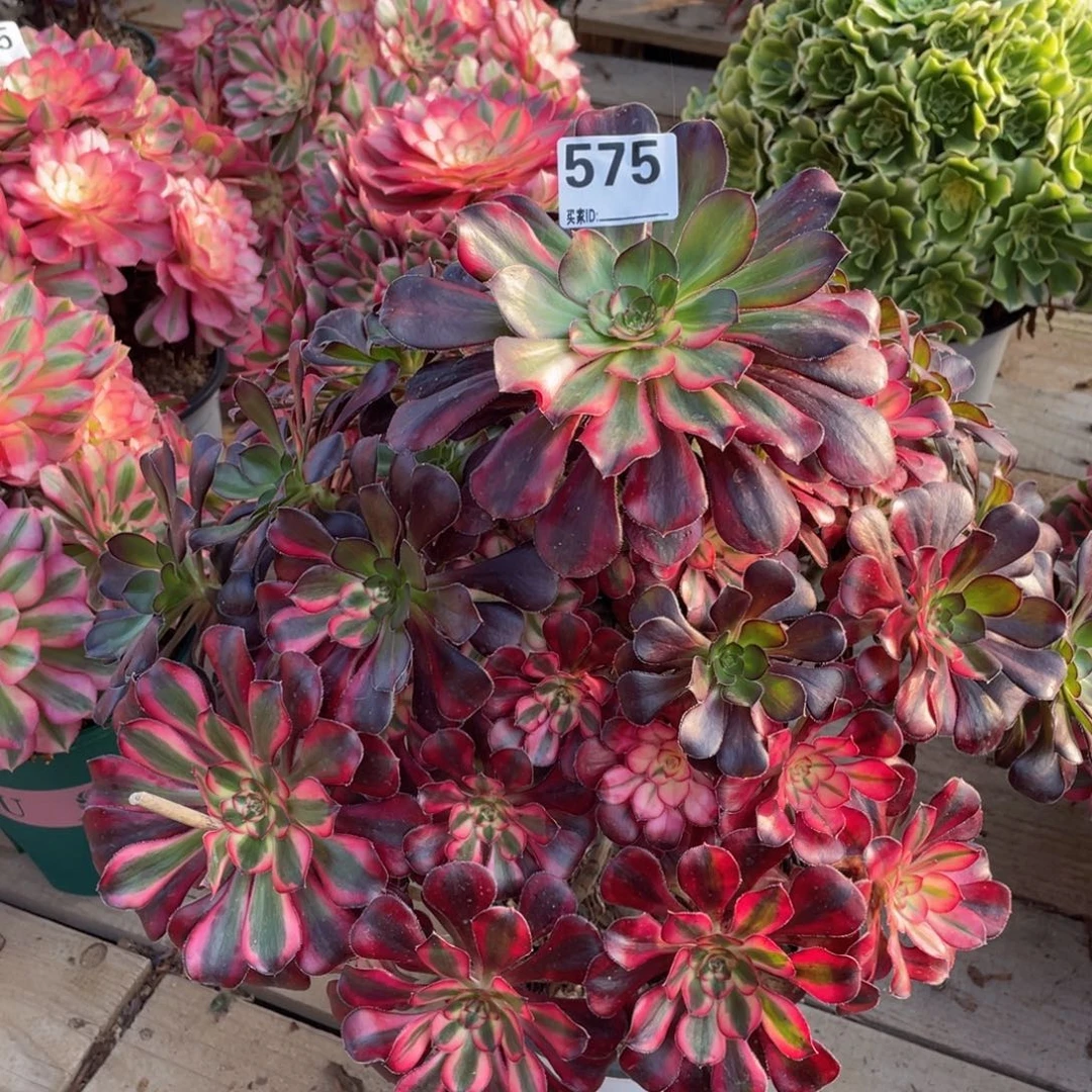 575花蝴蝶多肉植物手捧