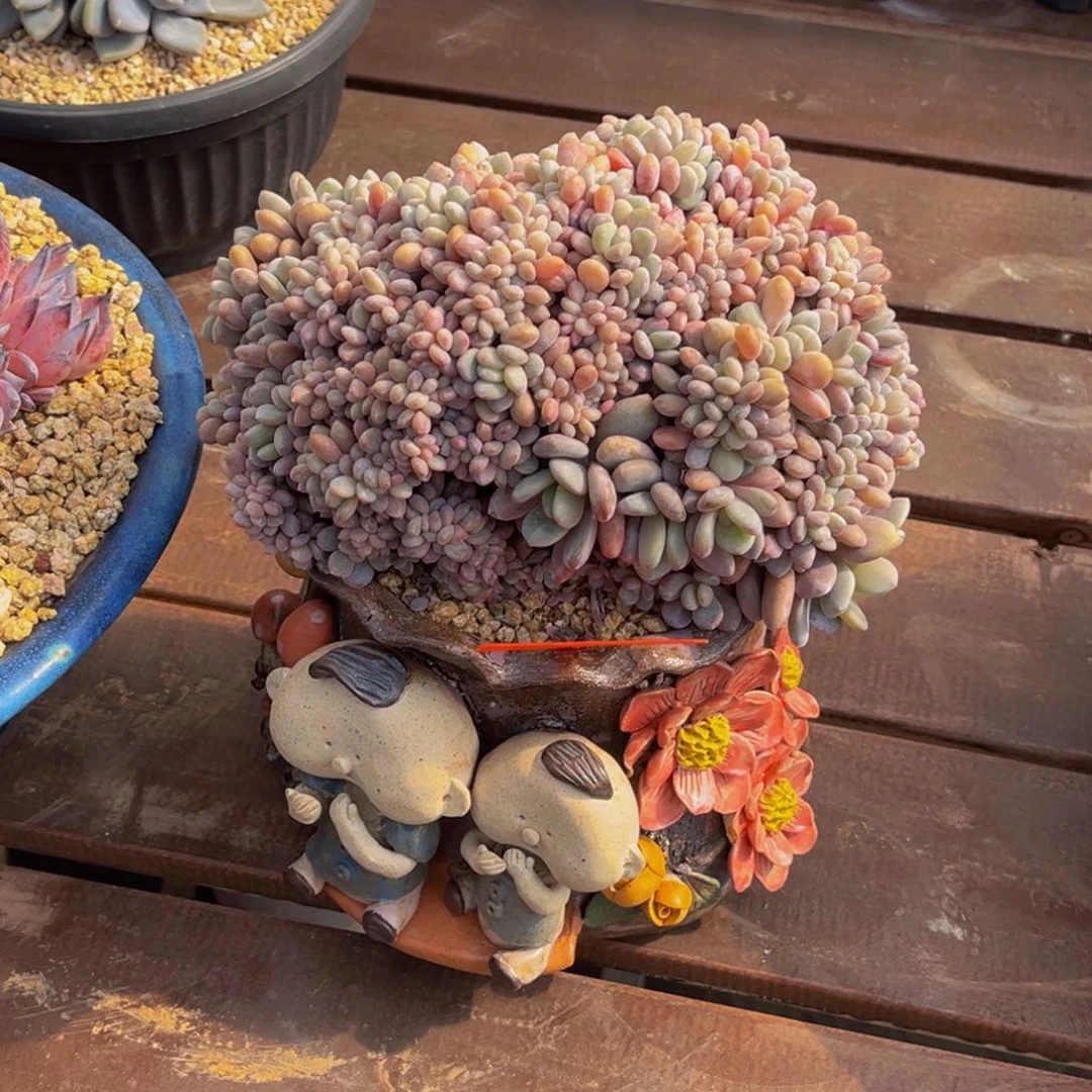 种**森2439号上午多肉植物群生多肉