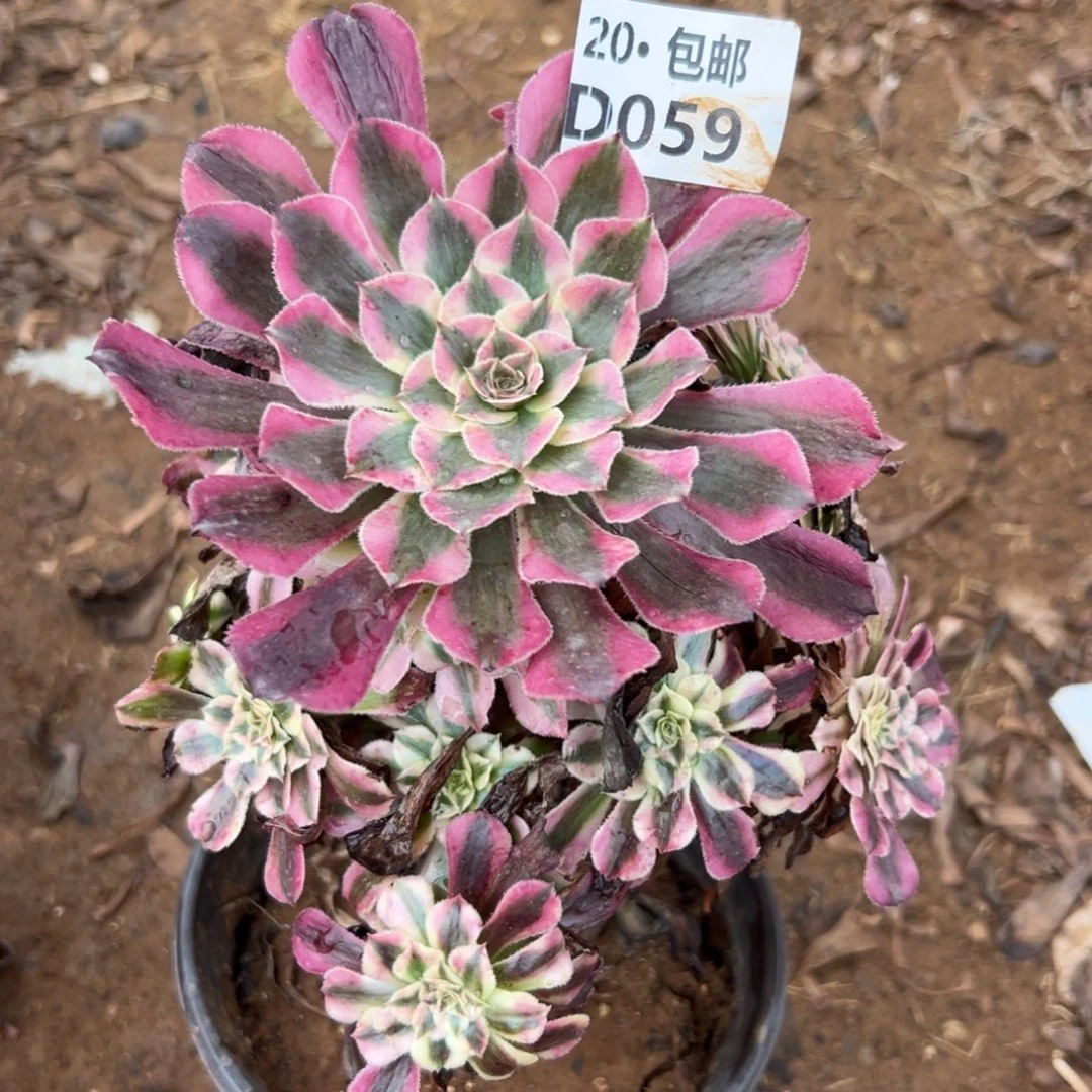 059红铜白，满20包邮
