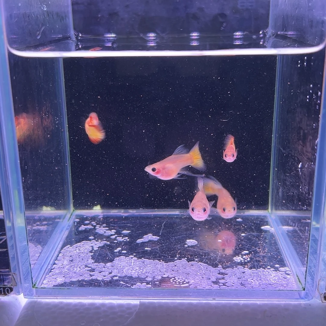 知***✓孔雀鱼落日c3母2公