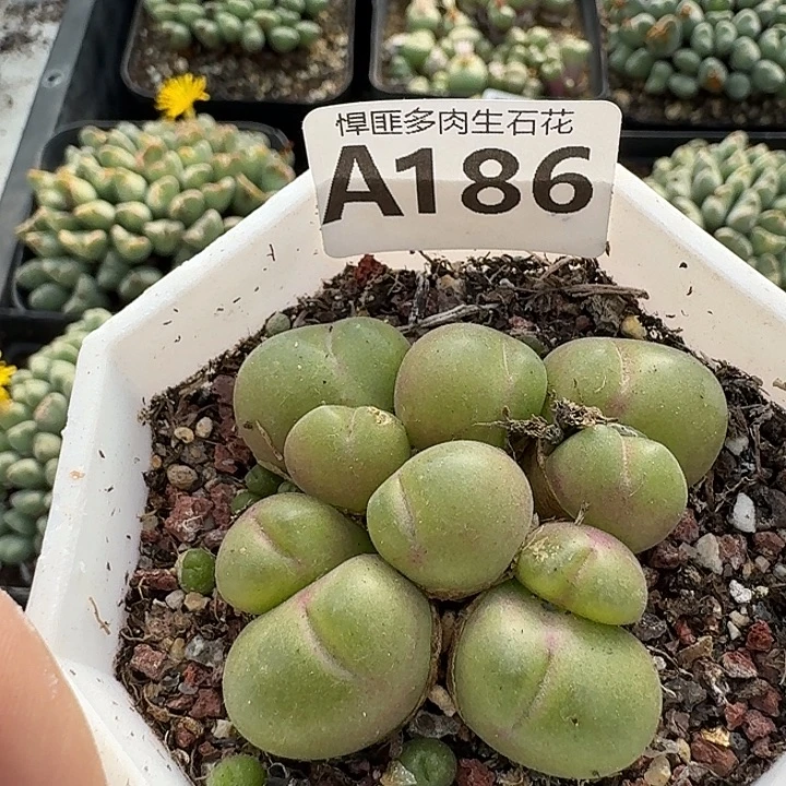 186多肉植物多肉植物