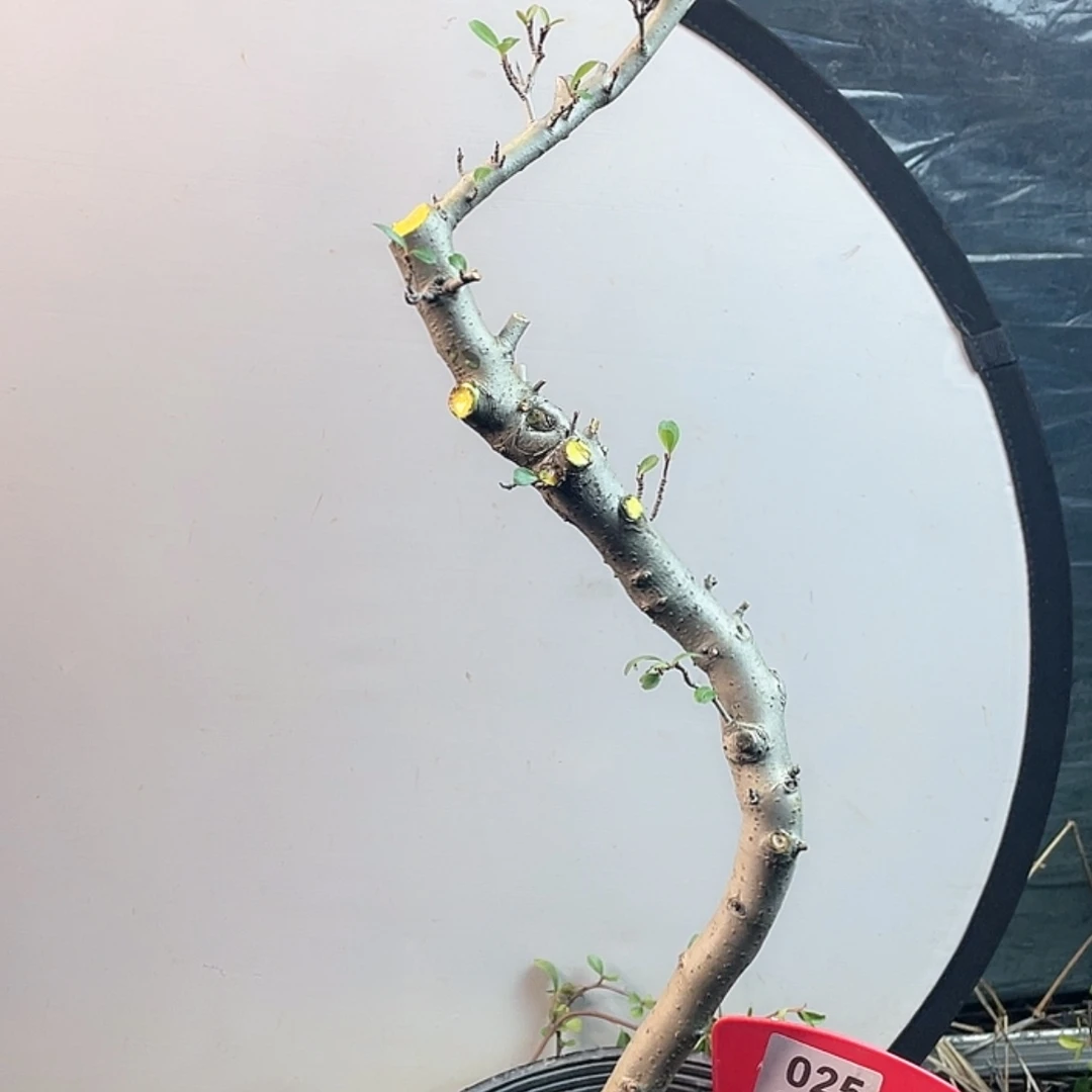 【闪购商品】无花朵025