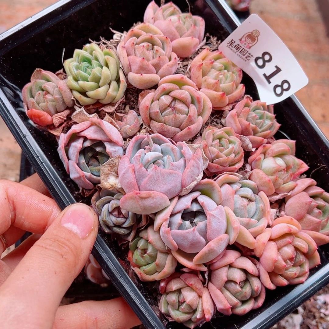 多肉植物多肉植物
