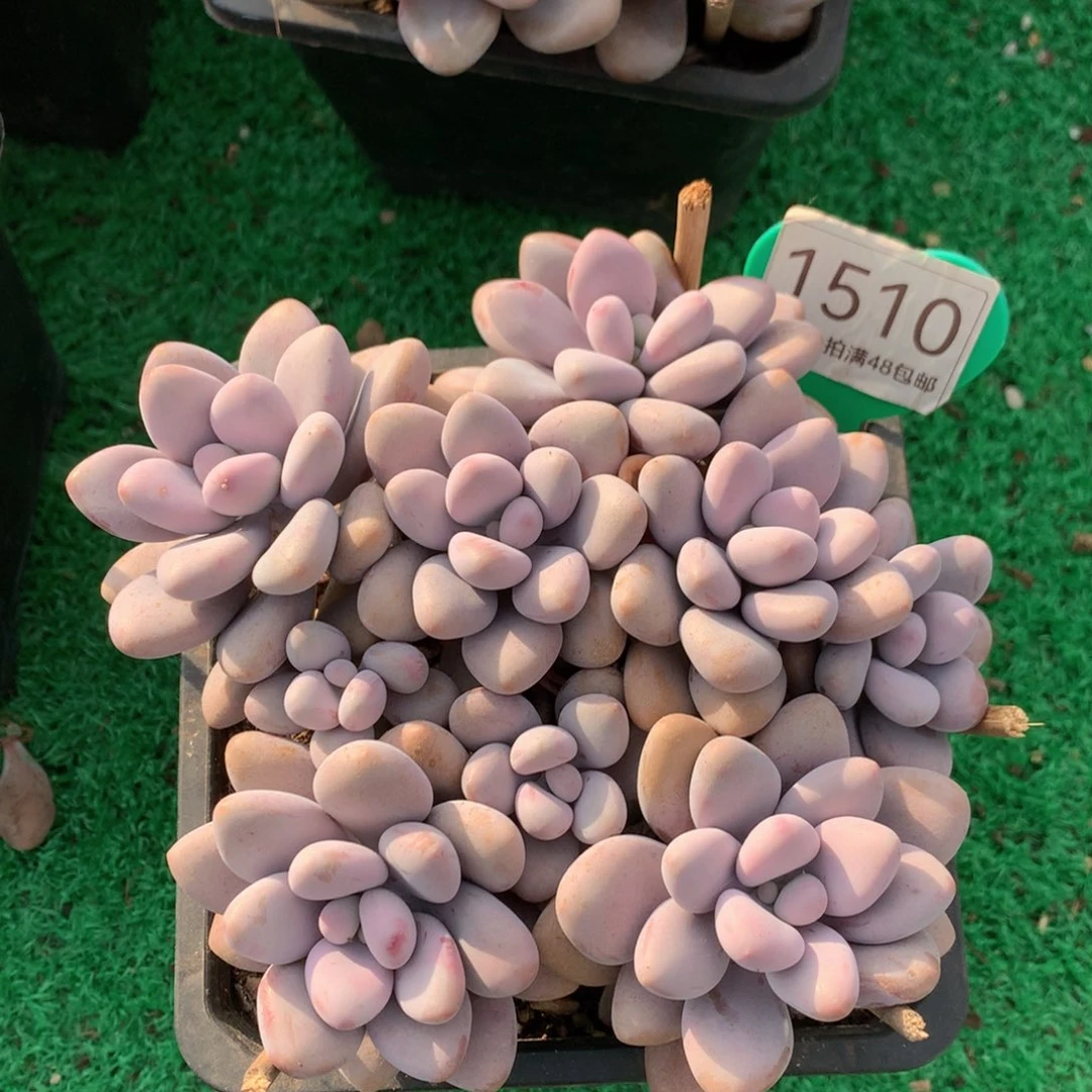 桃蛋矮桩平头无砍1510