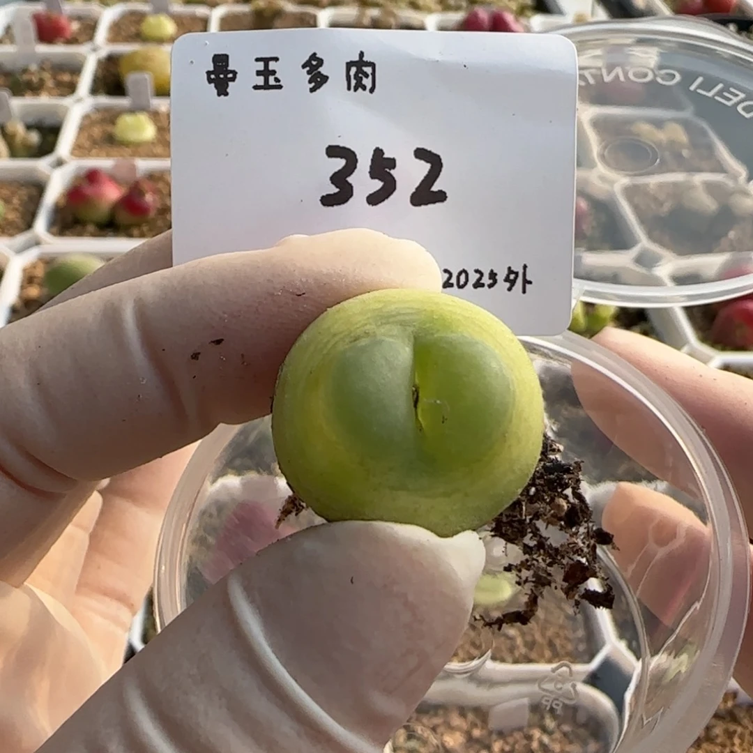 甜*花多肉多肉多肉2025-352