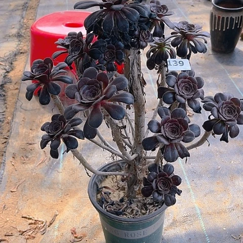 圆叶法师法师法师139