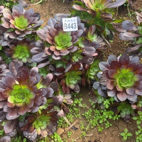 443赤焰莲不包断枝