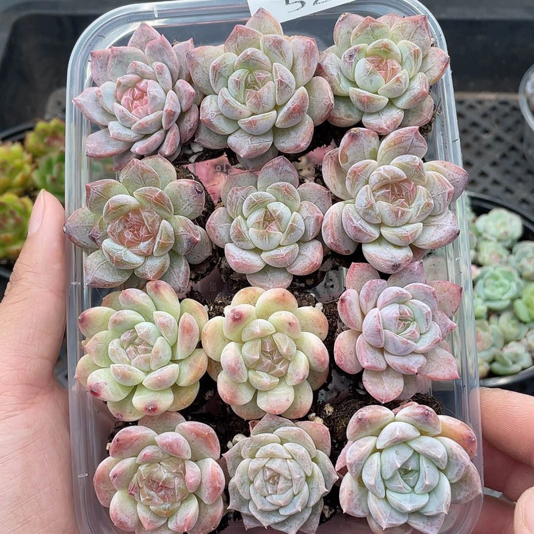 云糖心多肉植物520