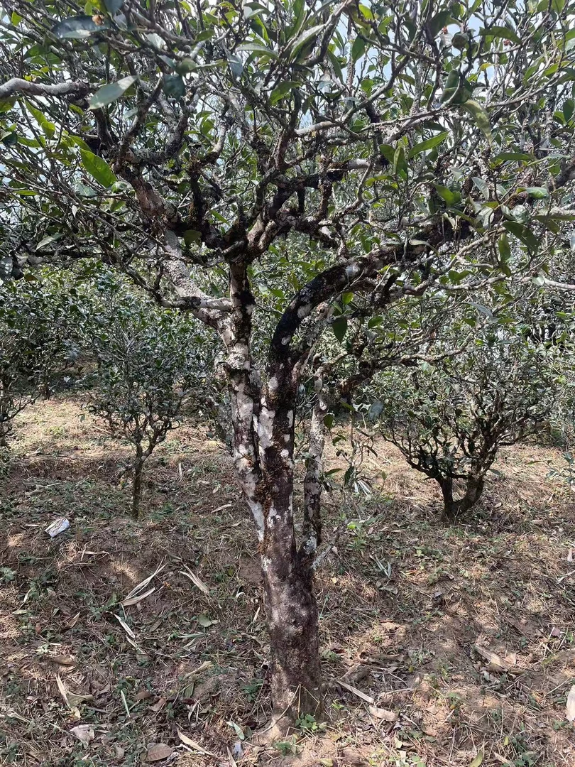 忙麓山正山300年昔归古树16g