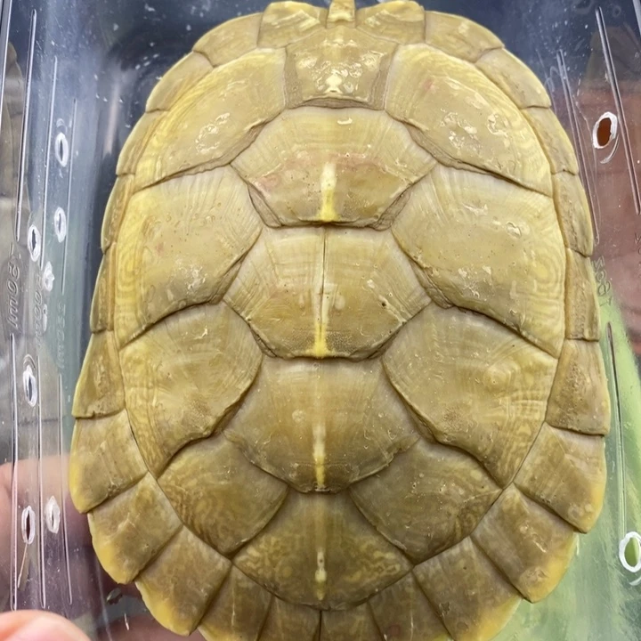 巴西彩龟母6666666