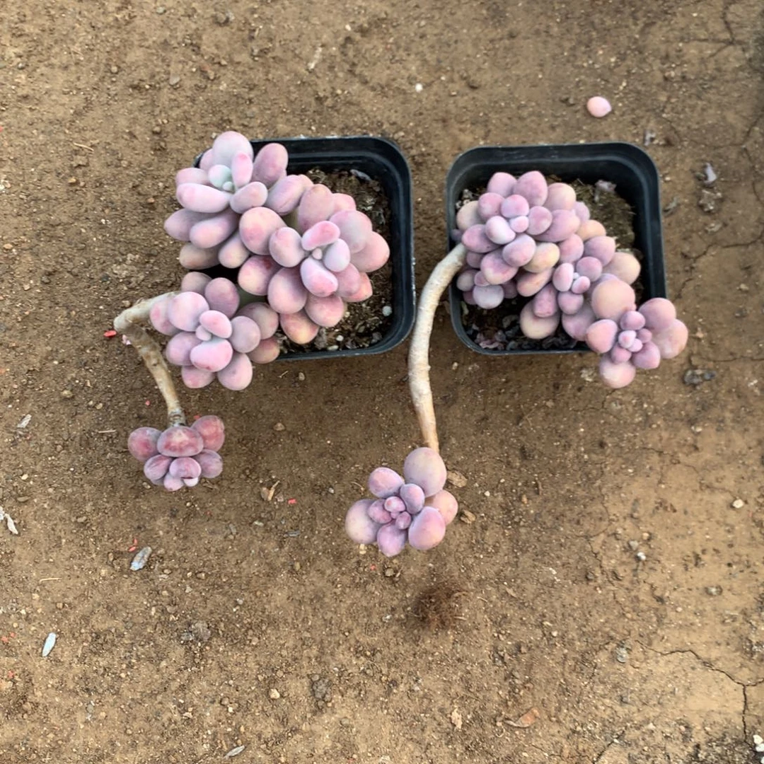 桃蛋老桩两颗不带盆59号