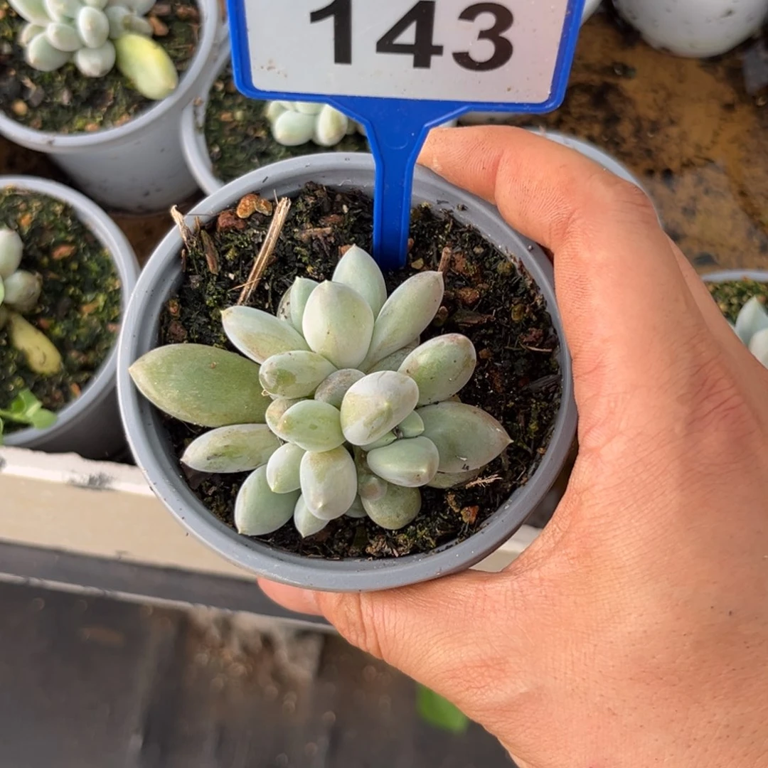 多肉植物哥特群143