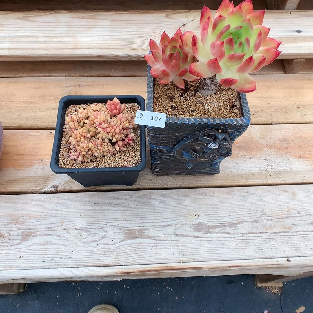 107玛丽娃2颗多肉植物666